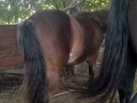 Cal, Cai — foto 1