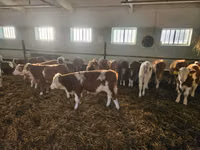 公牛, Simmental cattle — 照片 5