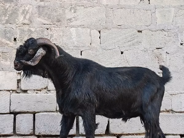 Ri’ lab, Goats