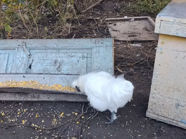 سیلکی