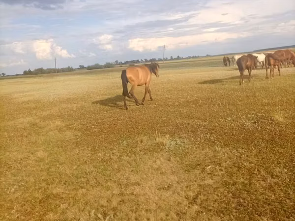 Mare, Horse breed — Kazakhstan