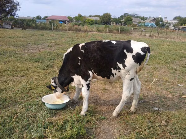 Bull, Holstein breed — Moldova