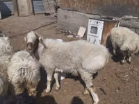 የጎትት አውራ በግ, Sheep — ፎቶ 2