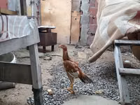 Chickens — foto 3