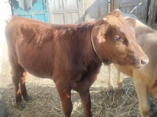Cattle (batch, sex not specified), Cattle — Kazakhstan