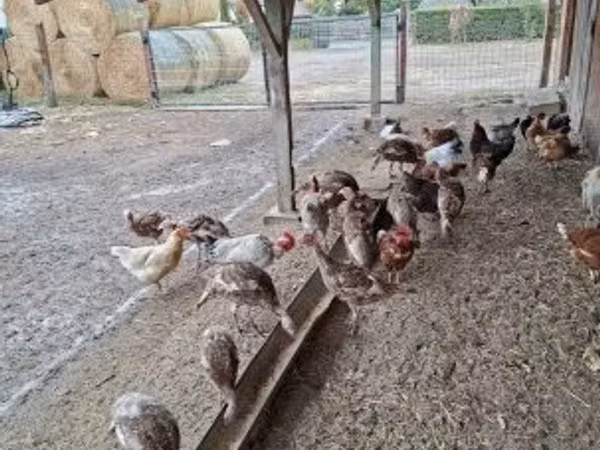 Turkeys