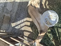 Buk, Alpine goat — foto 8