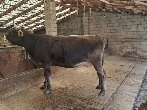 Vacă, Swiss cattle