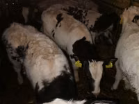 Bovine (lot, sex nespecificat), Russian Black pied cattle — foto 2