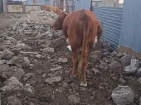Cow, Cattle — photo 2