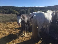 اسب نر, Gypsy horse — عکس 2