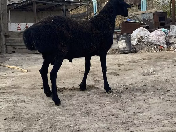 Ram, Hissar sheep — Kazakhstan