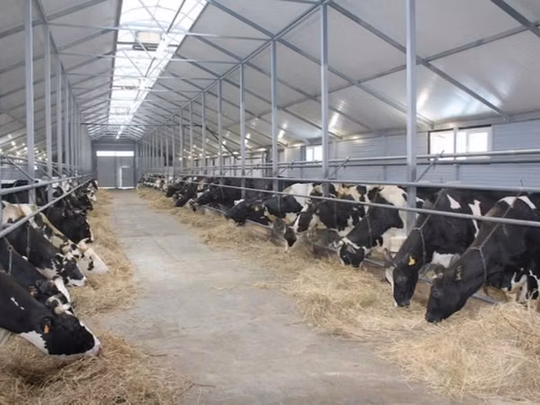 Cow, Holstein breed — Russia