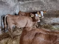 Byk, Krowa limuzyńska — zdjęcie 1