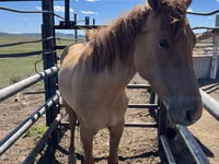 اسب نر, Kazakh horse — عکس 3