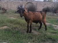 Cabra, Cabras — foto 2