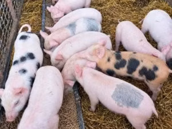 Pigs (batch, sex not specified), Pigs