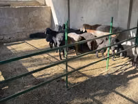 Beran, Hissar sheep — foto 2