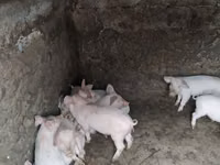 หมูป่าตัวผู้ — รูปภาพ 5