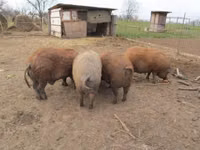 Pigs (batch, sex not specified) — photo 4