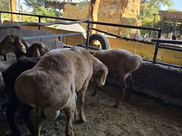 Ram, Arashan sheep — Kyrgyzstan