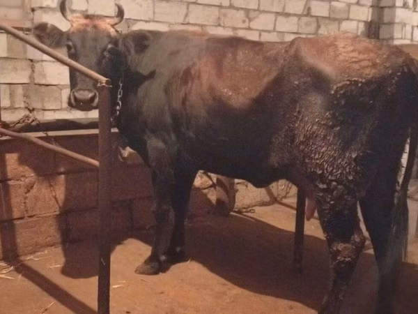 गाय, मवेशी — अज़रबैजान