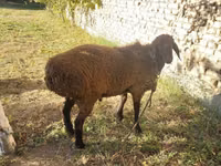 Ovce (šarže, pohlaví neuvedeno), Ovce — foto 2