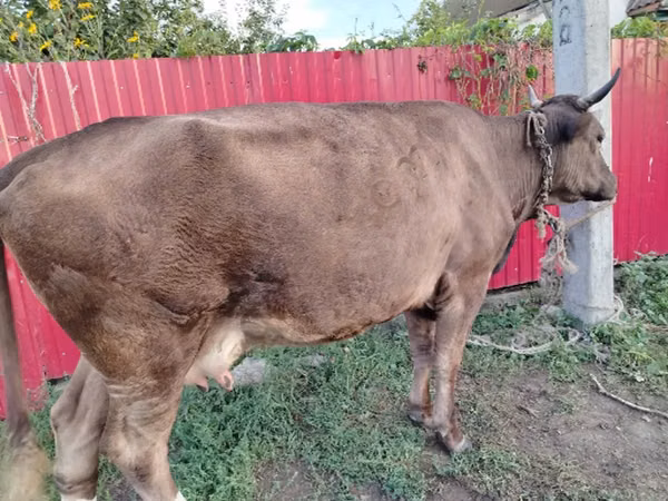 Cow, Cattle — Russia