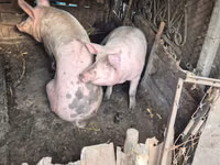Sow, Pigs — photo 1