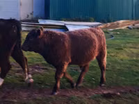 Bull, Galloway cow — photo 1