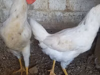 Chickens — foto 1