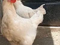 găini Shamo — foto 1