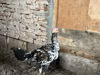 Chickens — 写真 6