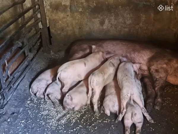 Sow, Pigs — Armenia