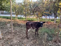 Cow, Russian Black pied cattle — photo 2