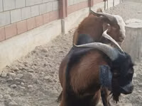 Caprone, Beetal goats — foto 4