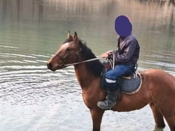 Mare, Horses — Kyrgyzstan