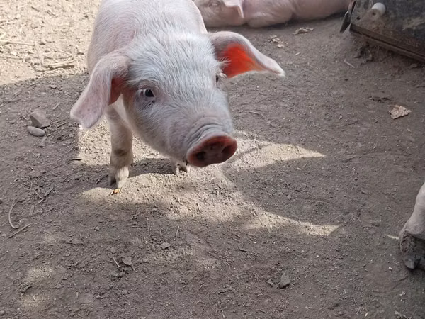 Kanec,  — Kyrgyzstán