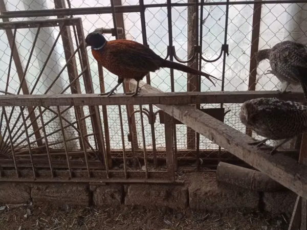 Guinea fowl — Azerbaidjan