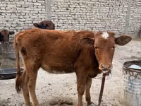Cow, Cattle — photo 1