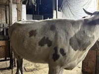 Vaca, Raza Alatau — foto 3
