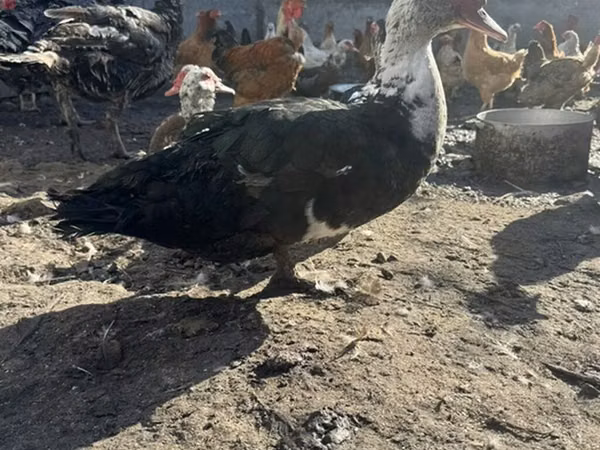 Domestic Muscovy