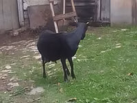 Kambing betina, Goats — foto 3