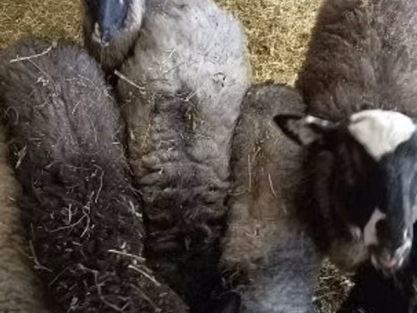 Carneiro, Romanov sheep — Hungria