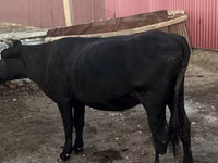 Сиыр, Latvian Blue cattle — 2-сурет