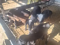 Ram, Sheep — photo 1