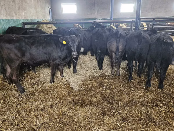 Cow, Aberdeen-Angus
