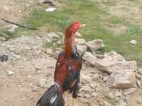 Chickens — تصویر 3