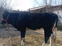 Ko, Russian Black pied cattle — foto 2