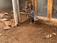 Chickens — foto 1